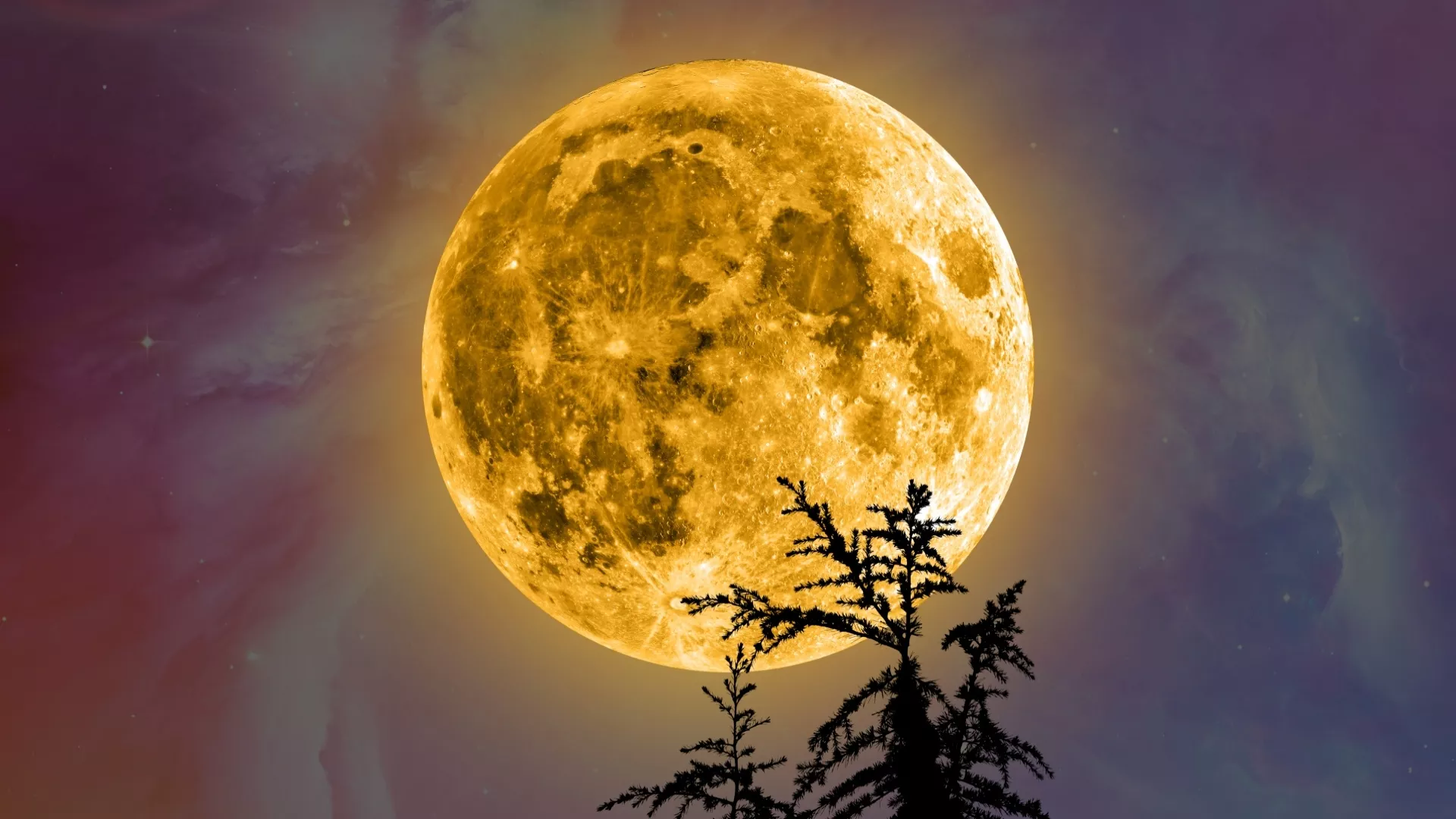 A bright full moon glowing yellow behind silhouetted tree branches.