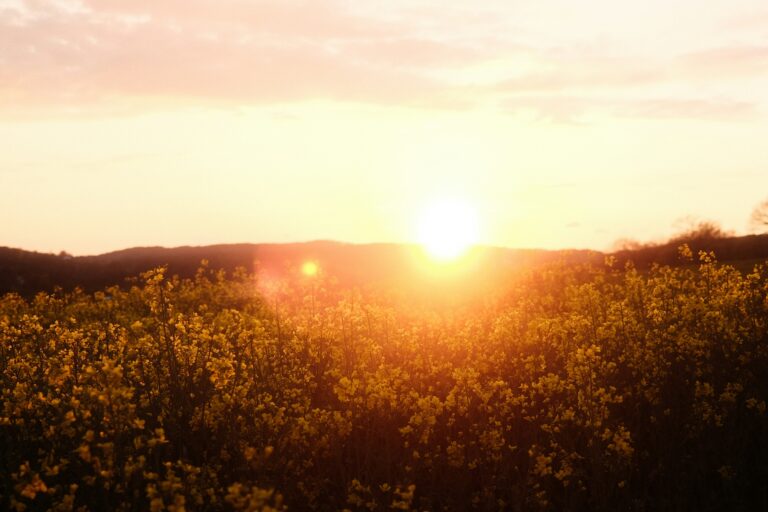 Sun setting over a field with yellow flowers.