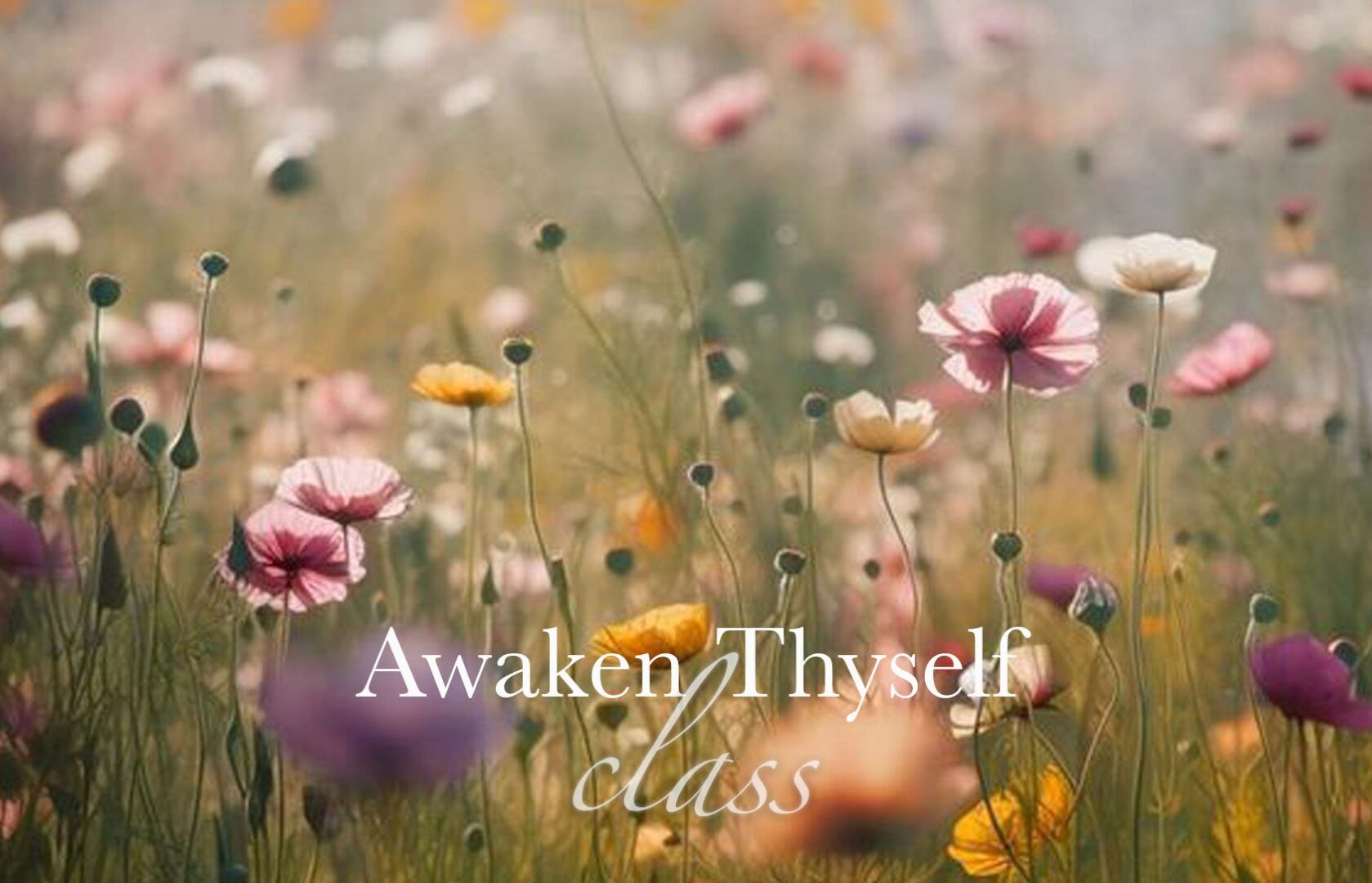 Wildflowers bloom under soft sunlight with 'Awaken Thyself' text overlay.